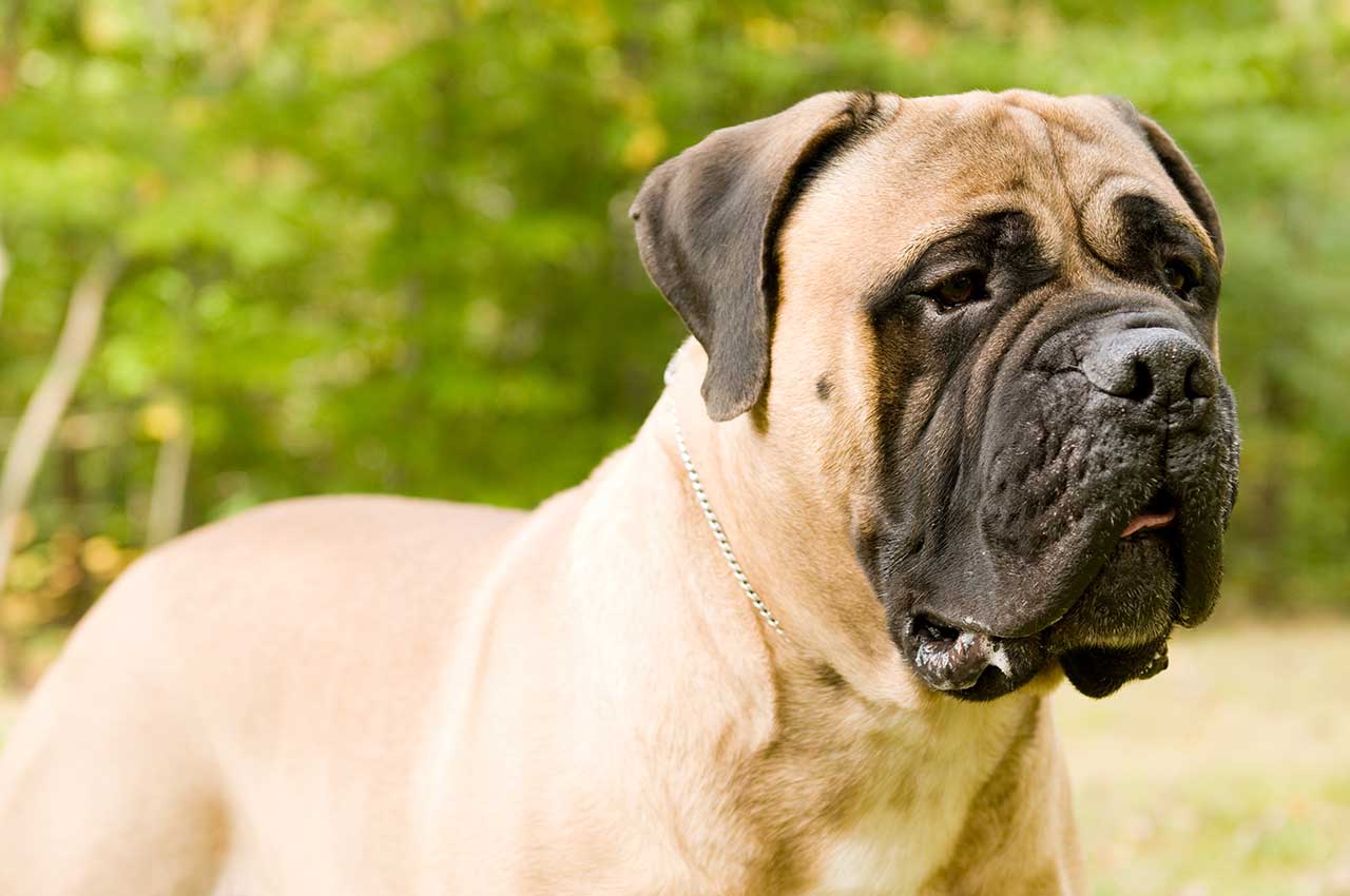 Bullmastiff-dog-sociallizing