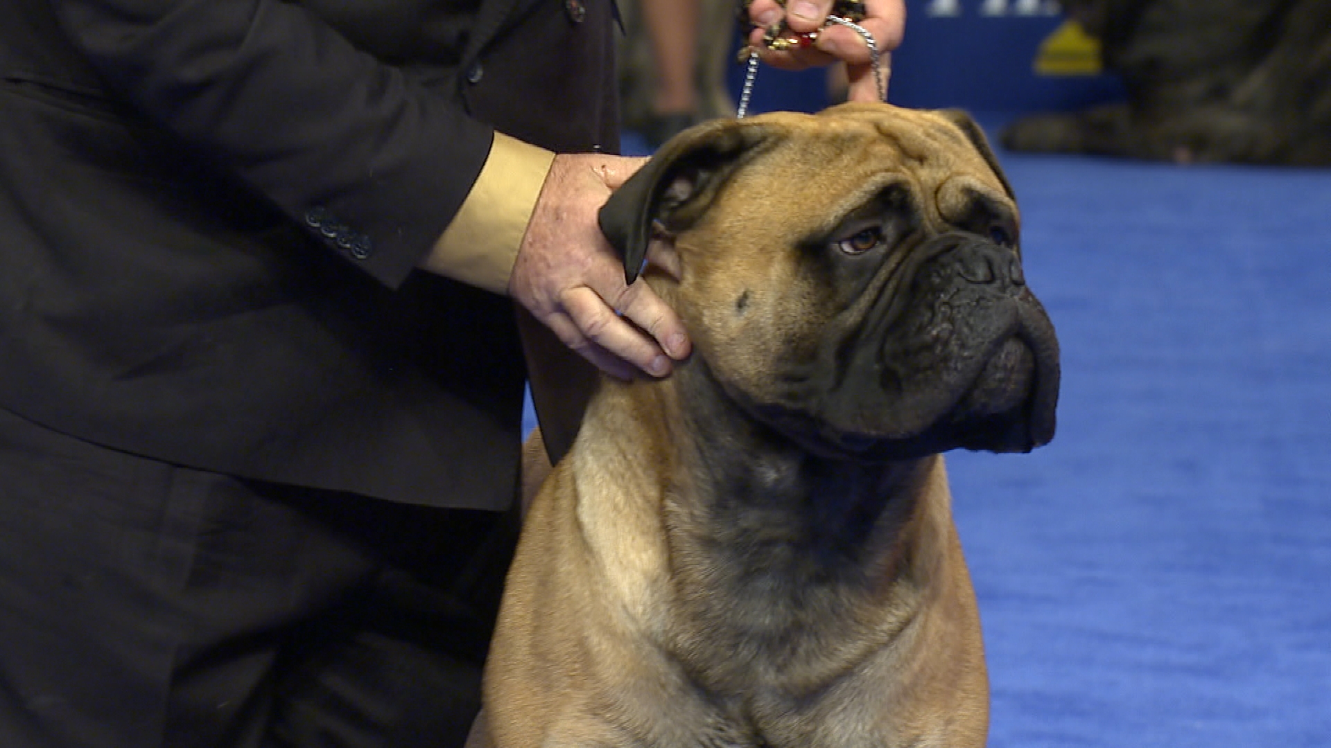 Bullmastiff-for-children