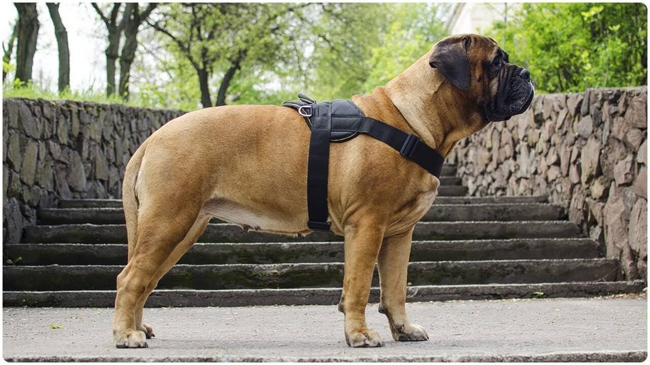 Bullmastiff-dog