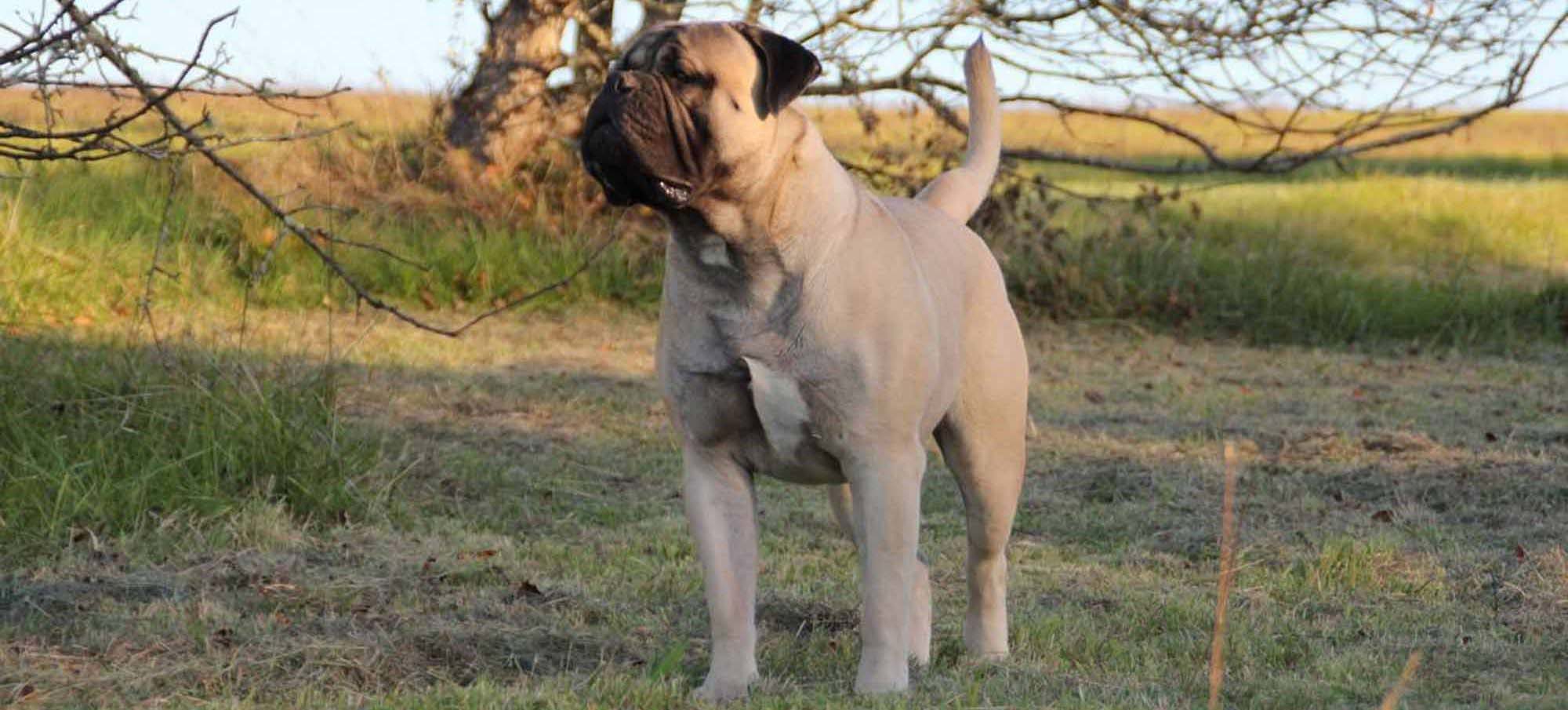 Bullmastiff-dog