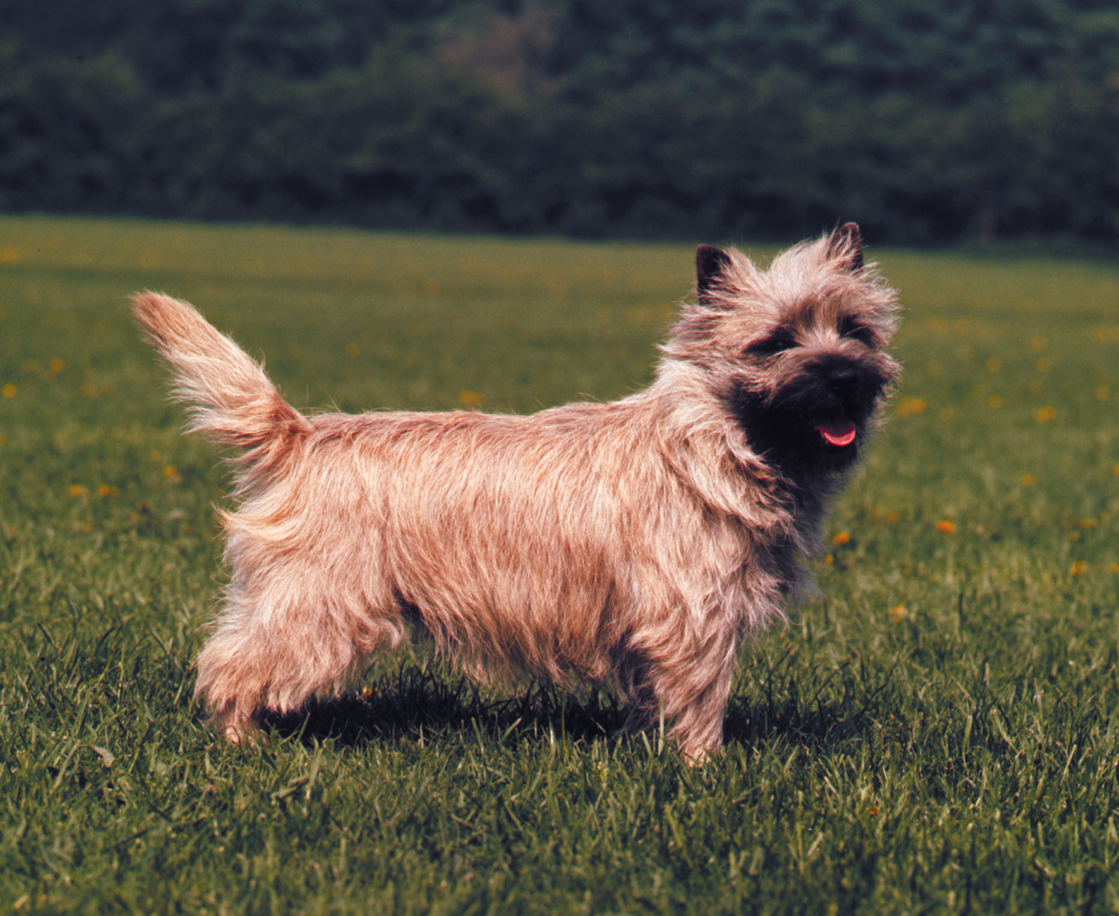 Cairn-terrier