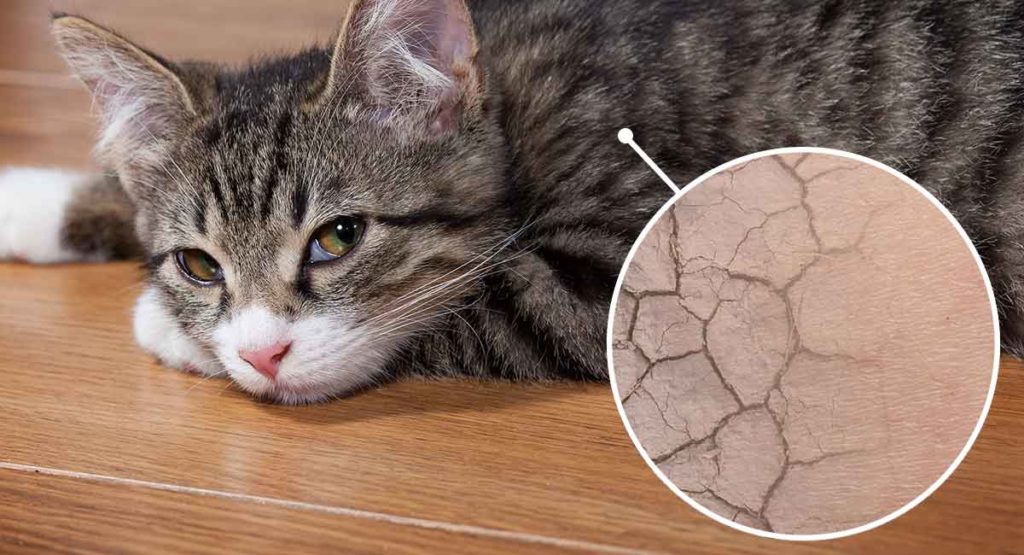 Cat-Dry-Skin-Causes-and-Cures