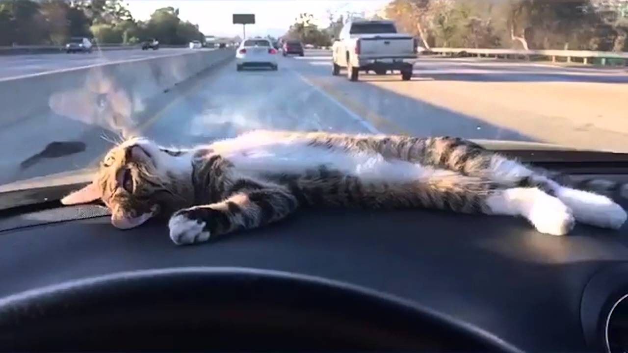 Cat Traveling