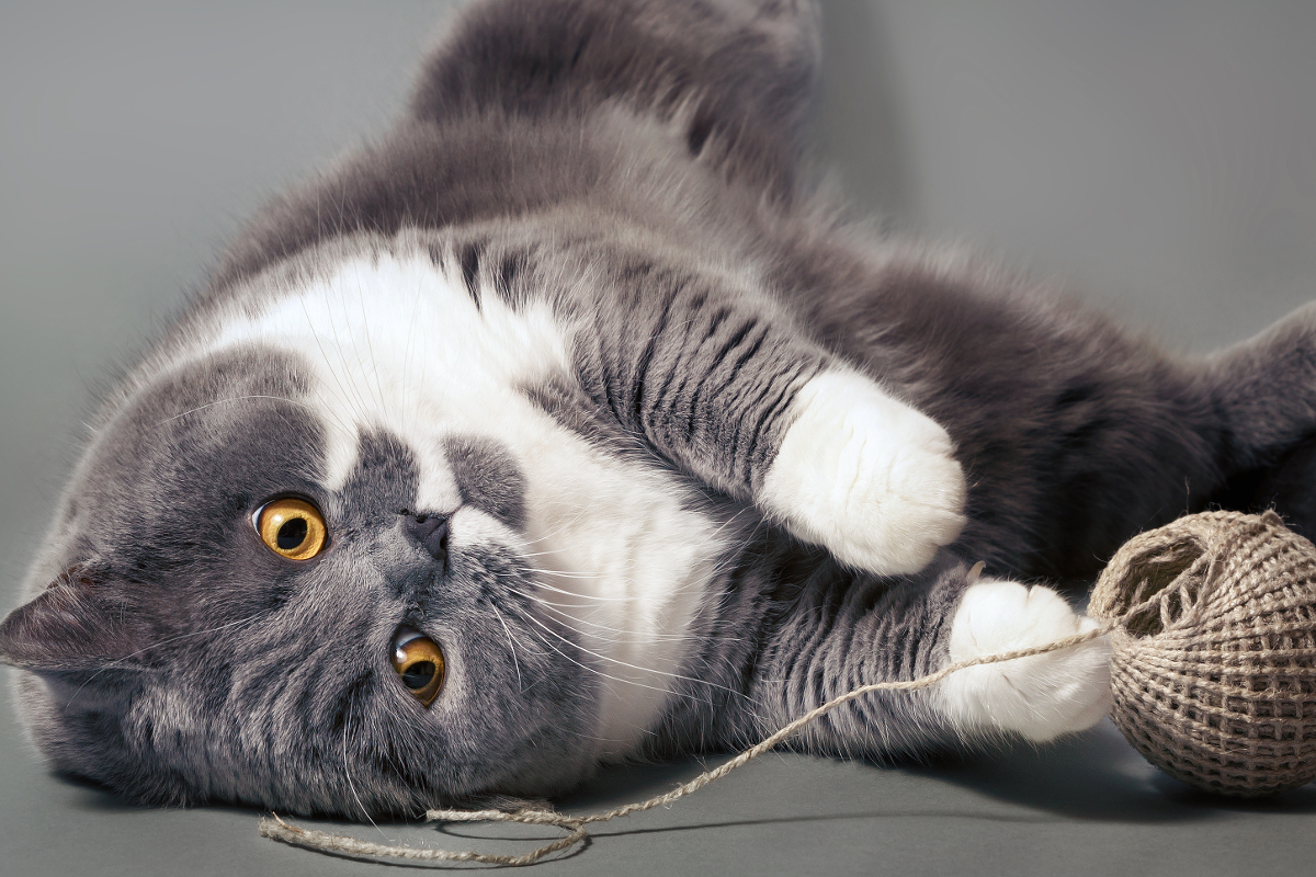 Chartreux cat with yellow eyes