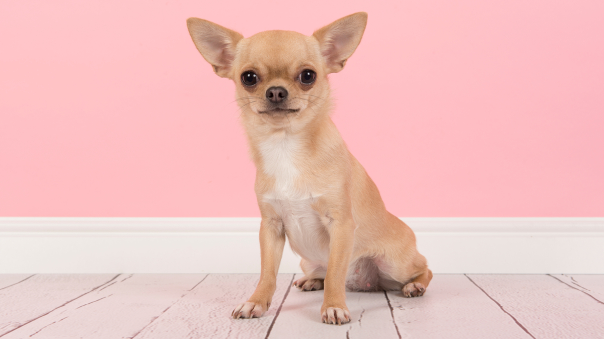 Chihuahua-dog-select