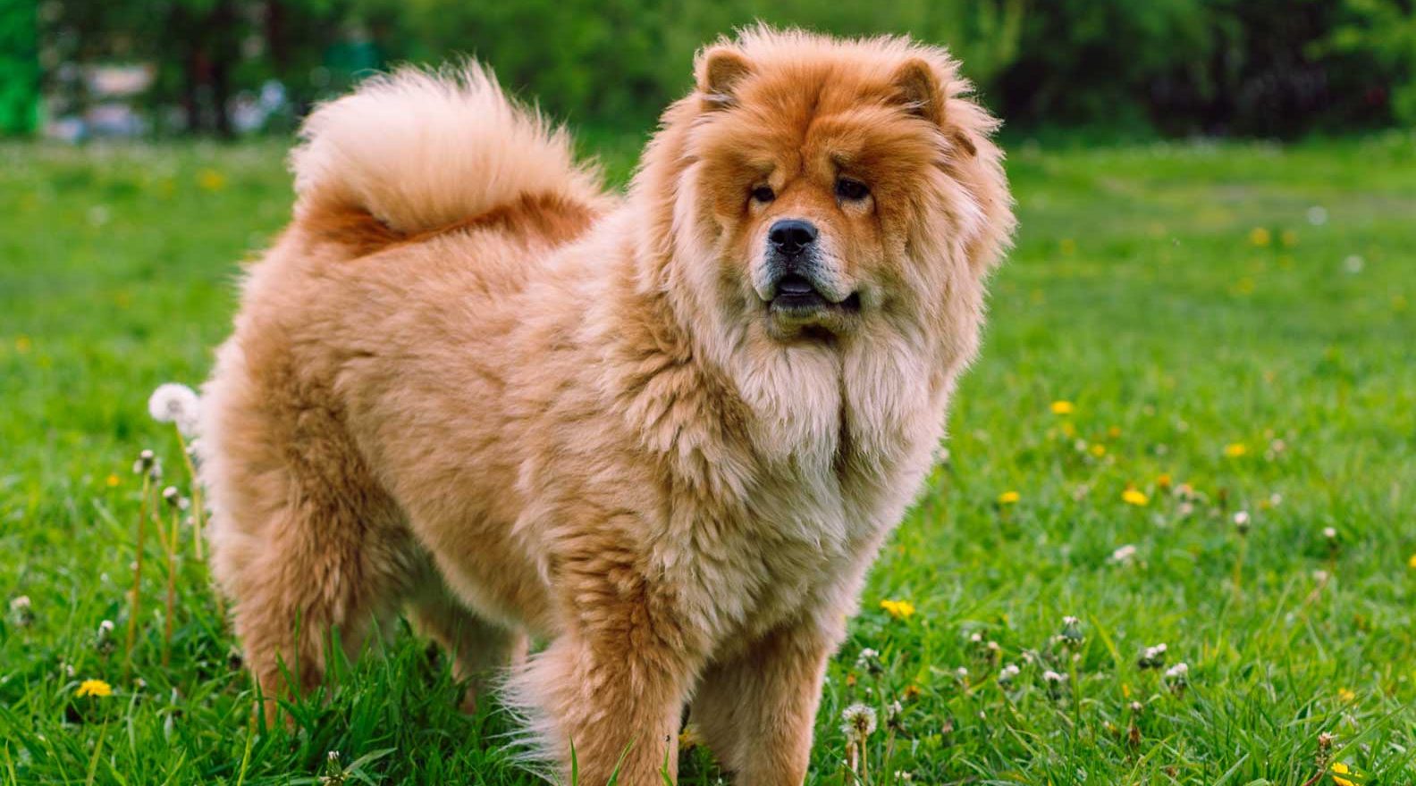 Chow-Chow-dog-health