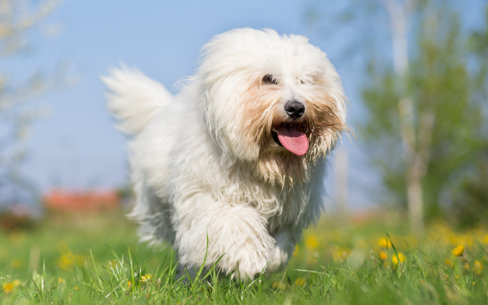 Coton-de-Tulear-health