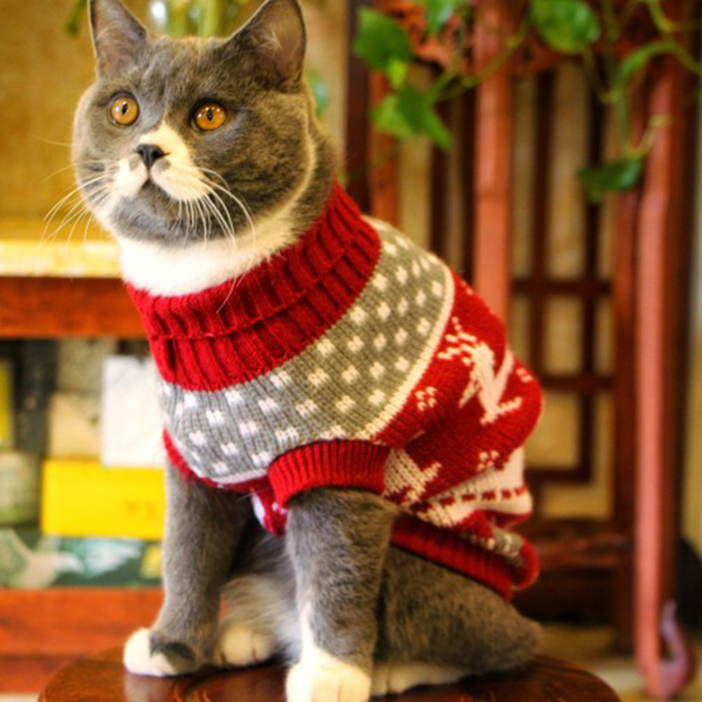 Is It Ok To Put Clothes On Cats at Edward Davison blog