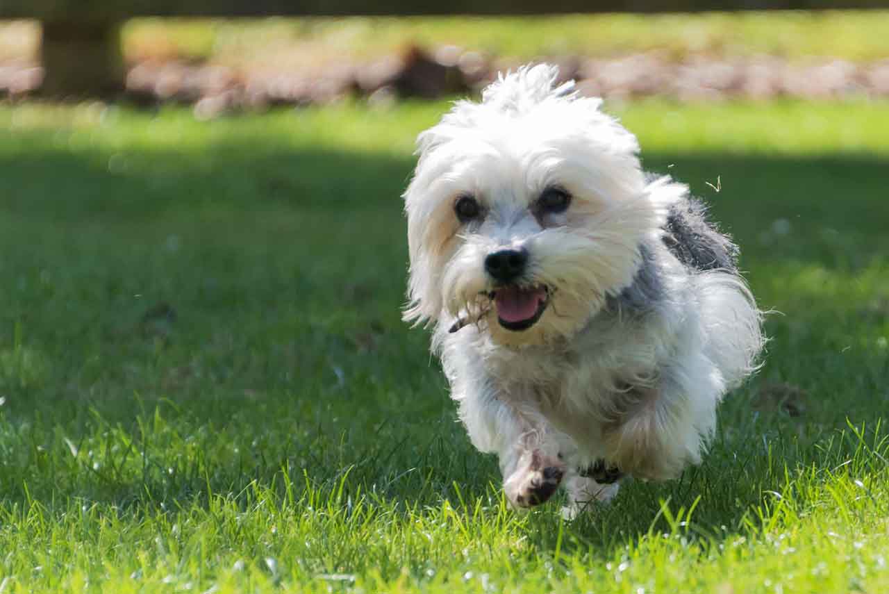 Dandie-Dinmont-Terrier-physcial-feature