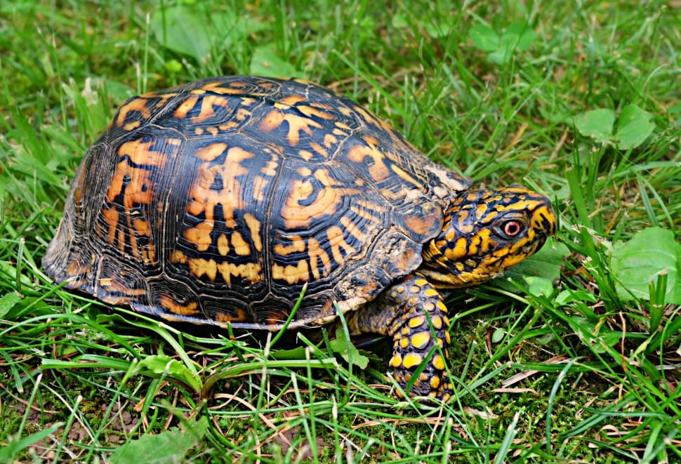 Spur-Thigh-Tortoise