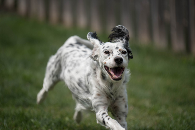 english-setter-characterstics