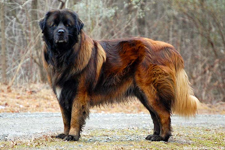 estrela-mountain-dog-Characteristics