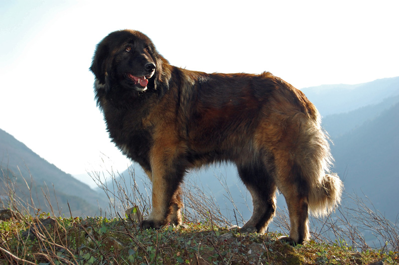 estrela-mountain-dog-history