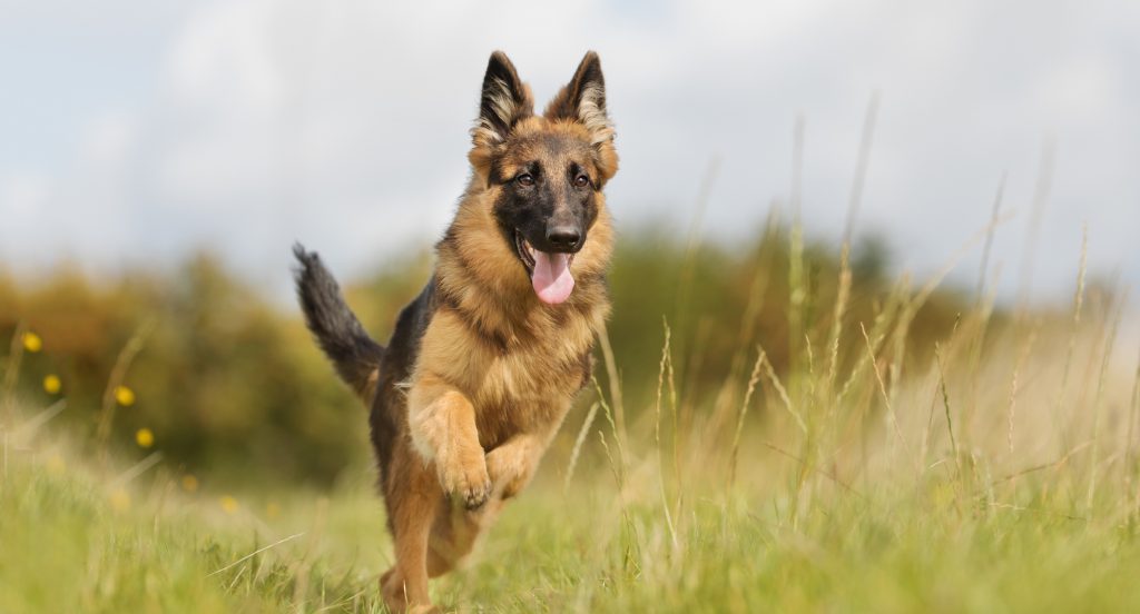 German-Shepherd-history