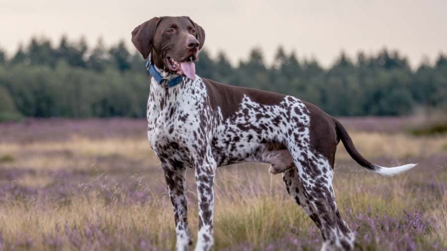 German-shorthaired-Pointer-history