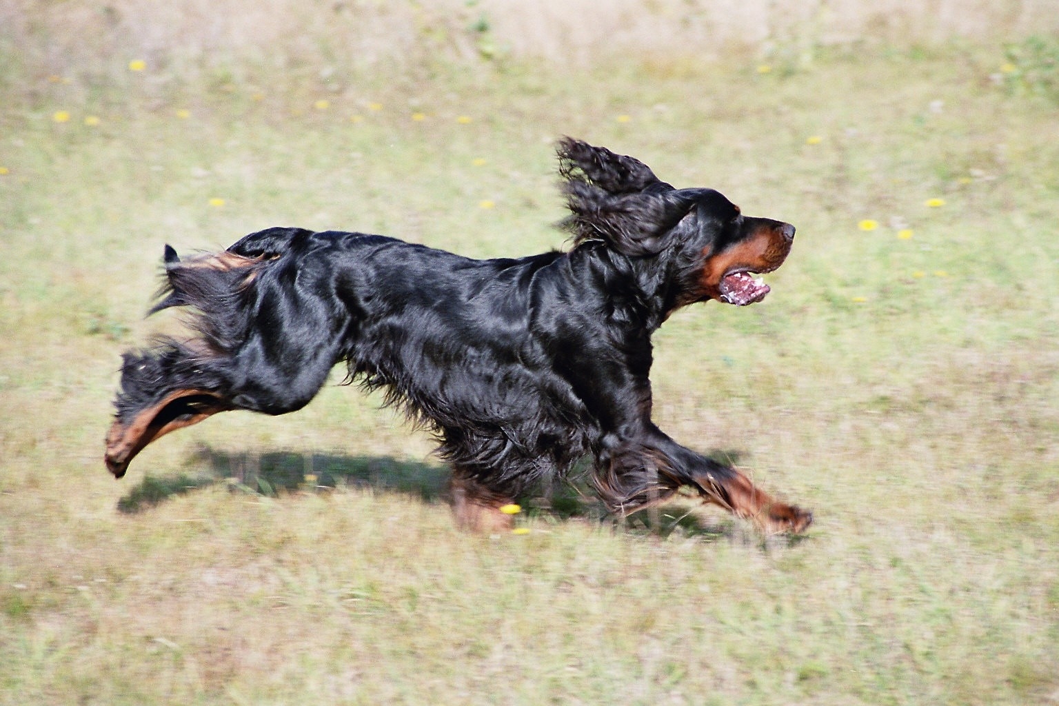 Gordon_Setter_health