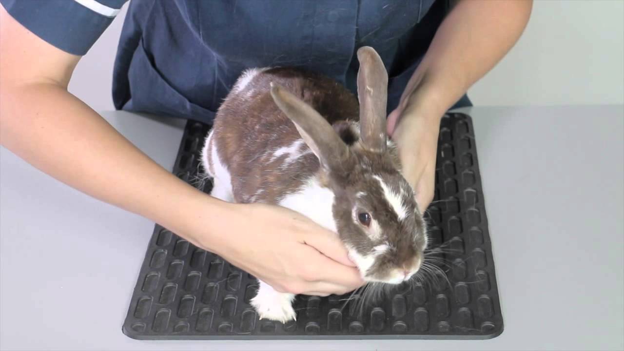 Handling-of-rabbit