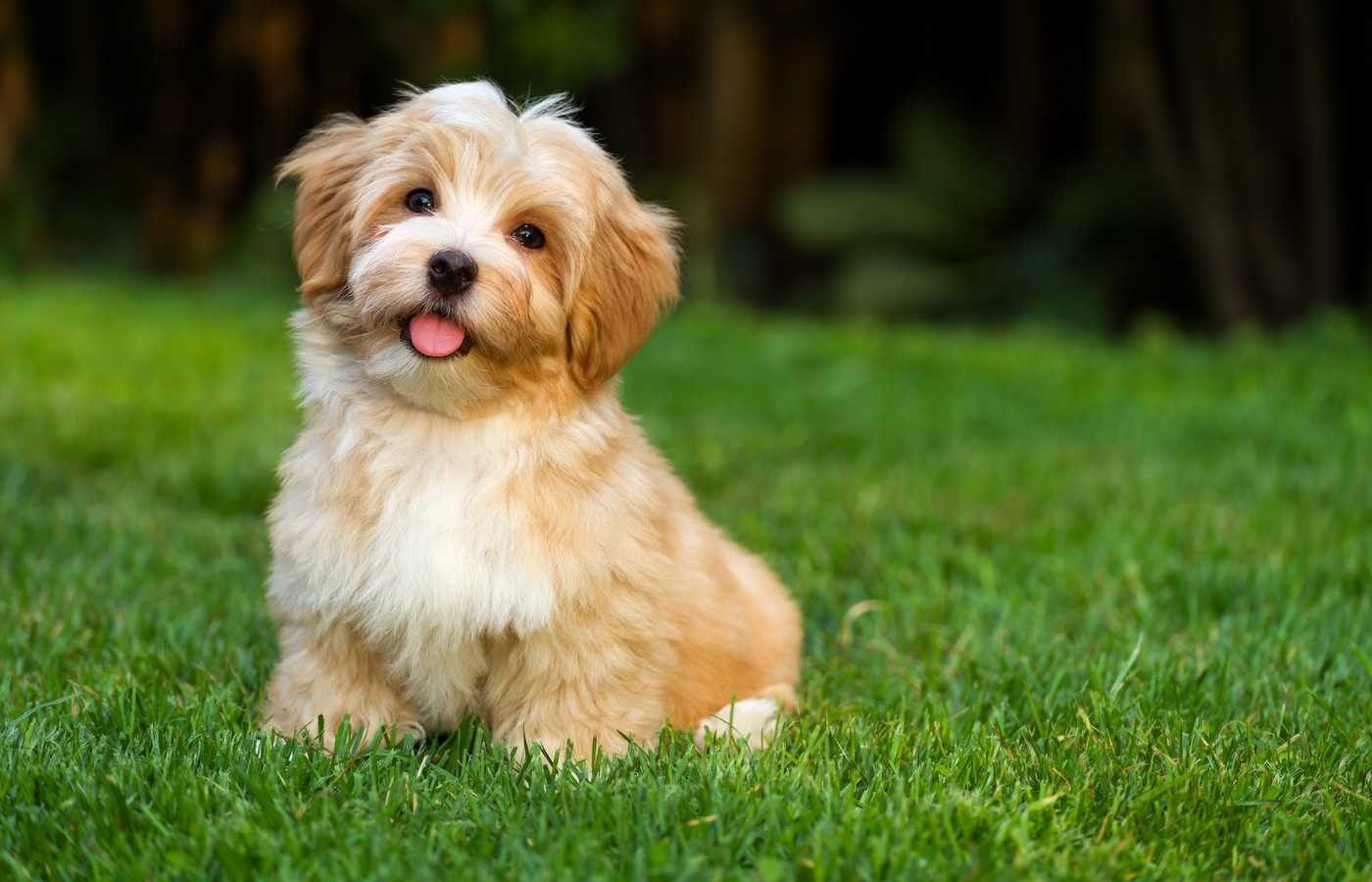 Havanese-dog