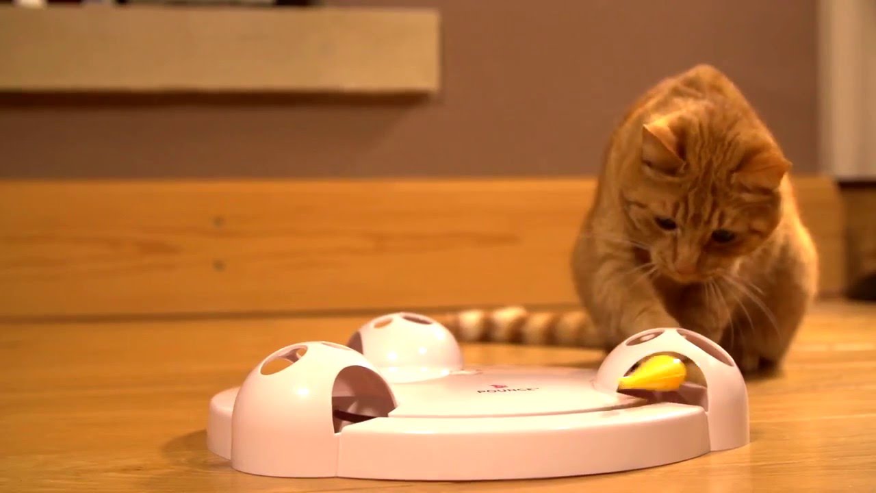 Interactive-Toys-for-cat