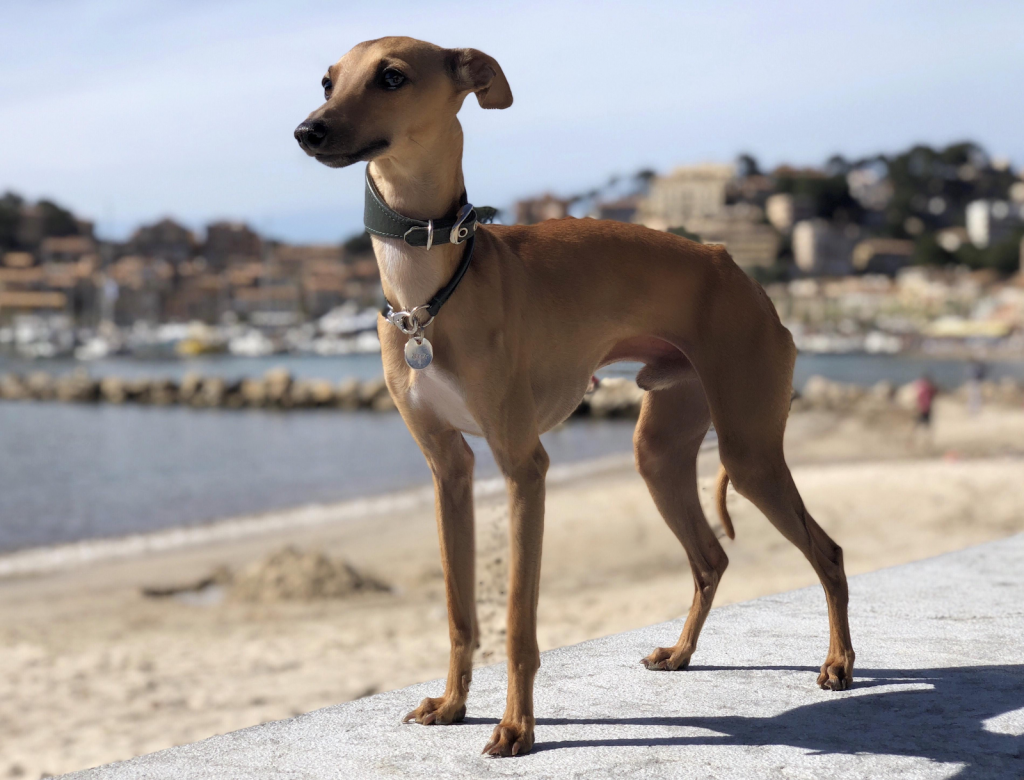 Italian-greyhound