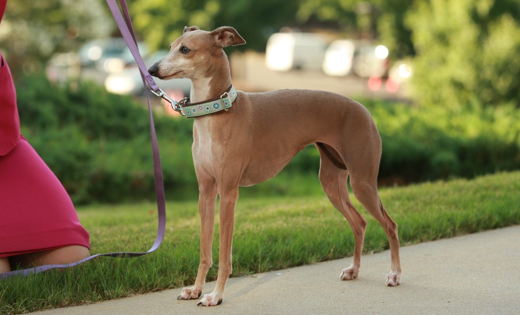 Italian-greyhound