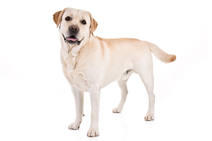 Labrador-Retriever-On-White