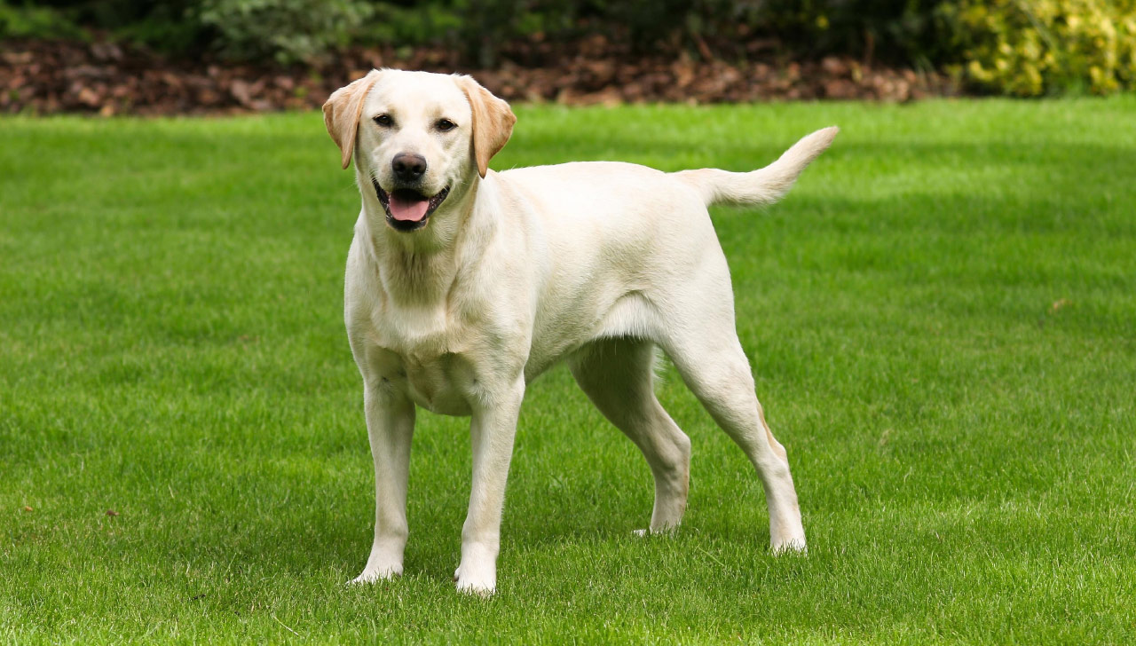 Labrador-Retriever-On-White1
