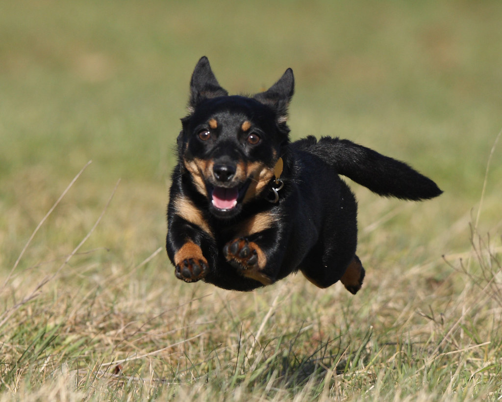 Lancashire-Heeler-chacterstics