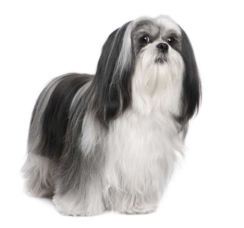 Lhasa-apso-dog-breed