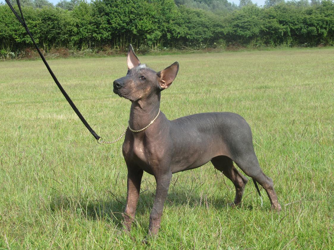 Mexican-Hairless-Dog-history