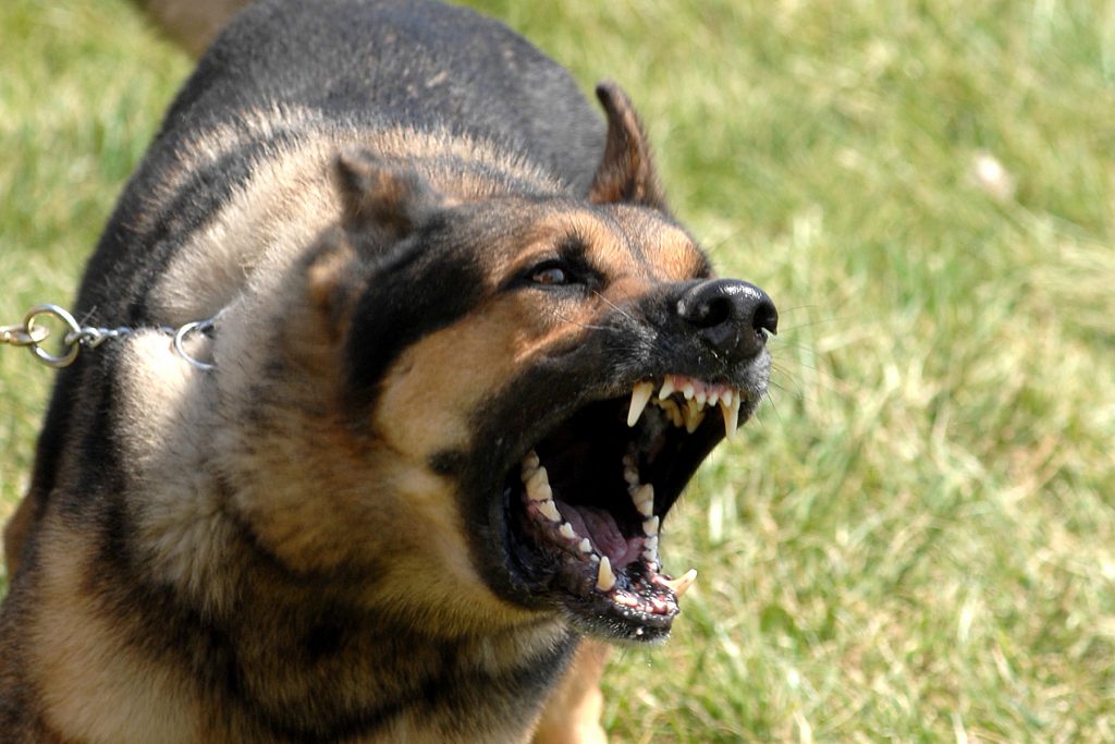 Military-Working-Dogs