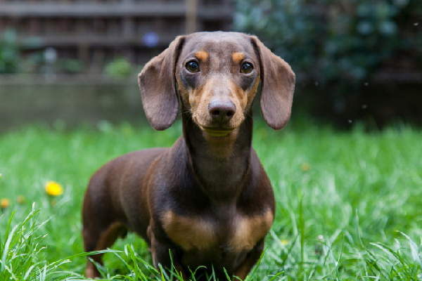 miniature-dachshund-dog