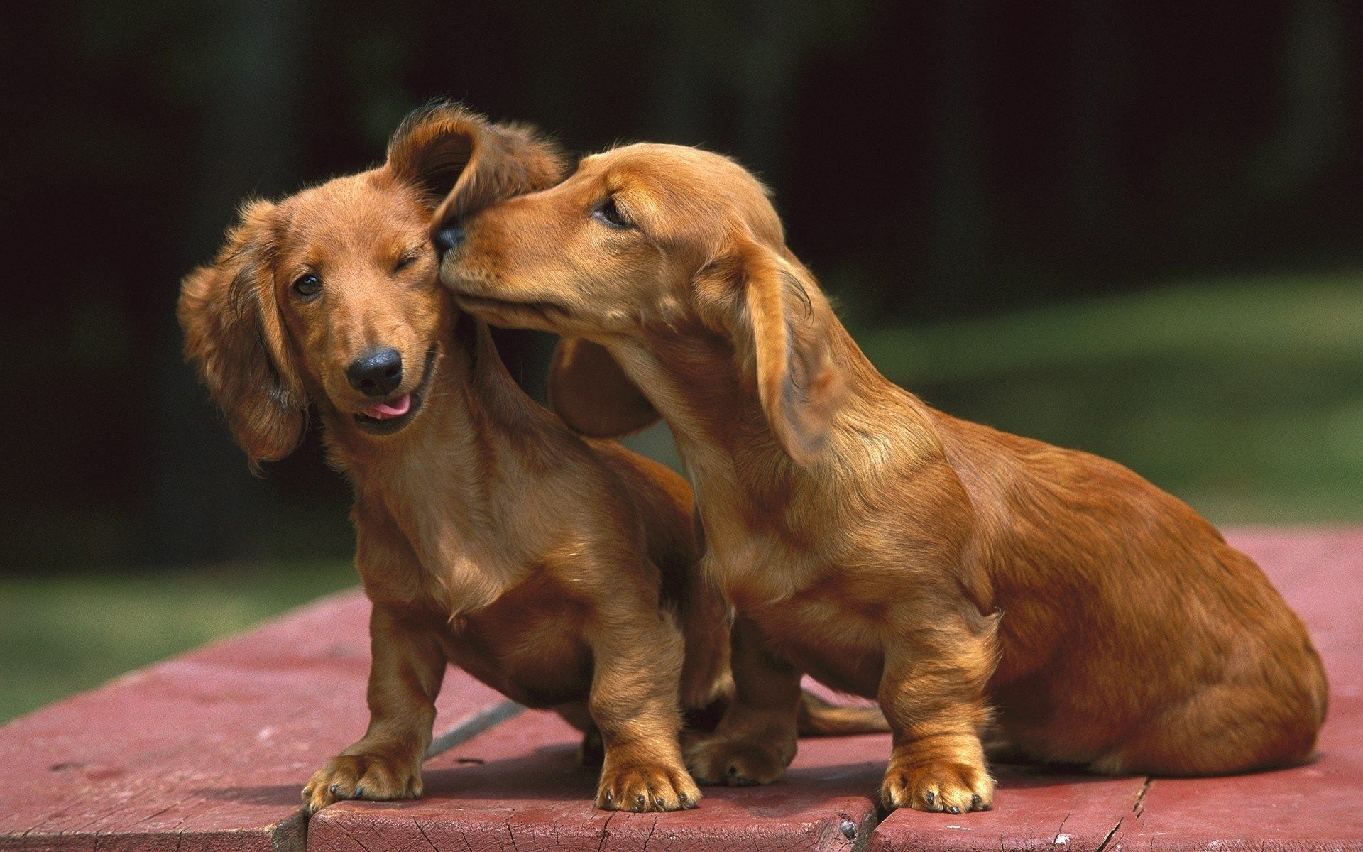 miniature-dachshund