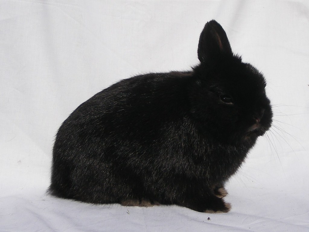 Netherland-Dwarf-Rabbit-about