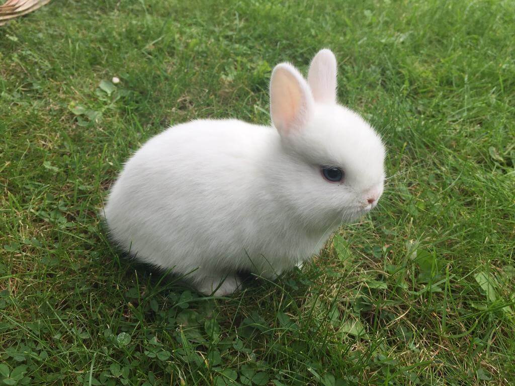 Netherland Dwarf Rabbit | History, Basic Health, Characterstics