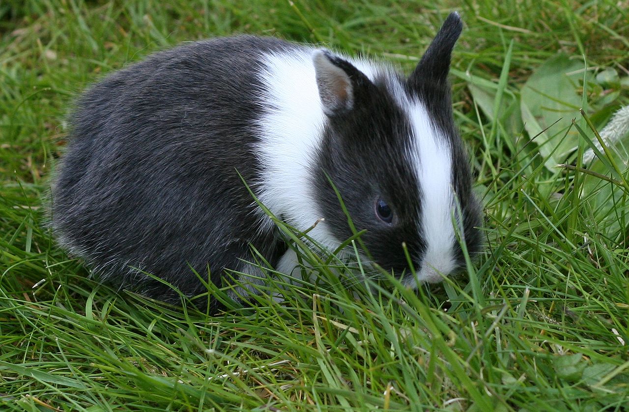 Netherland-Dwarf-Rabbit-origin