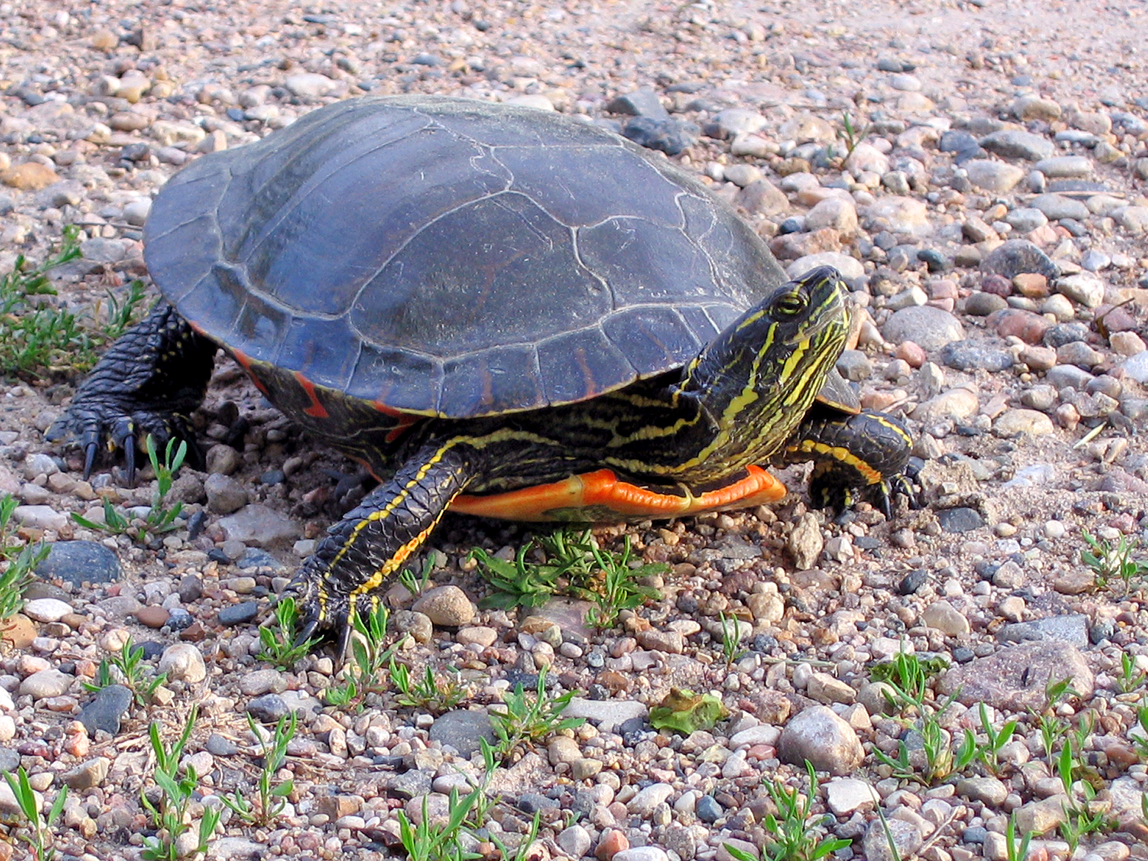 feeding-turtle