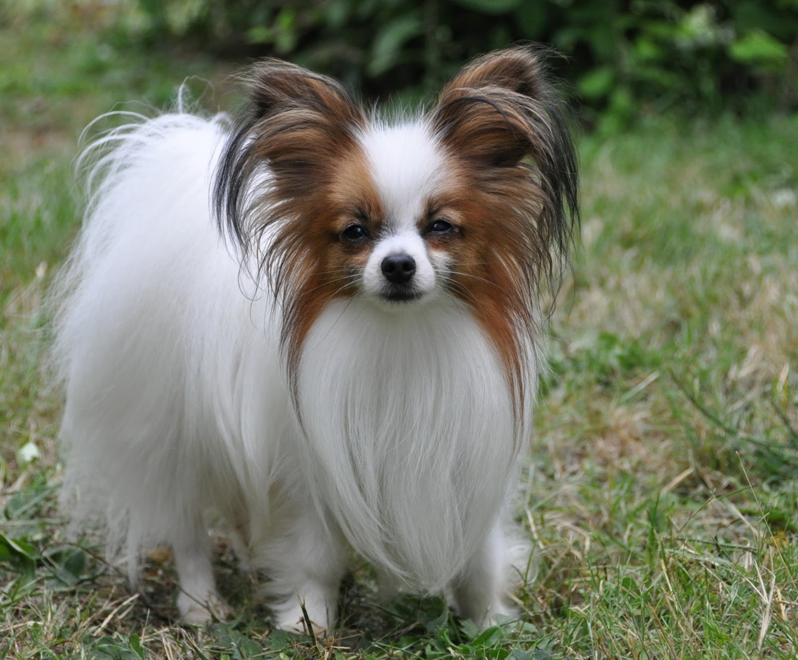 Papillon-Dog