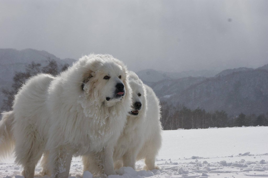 Pyrenean Mountain Dog