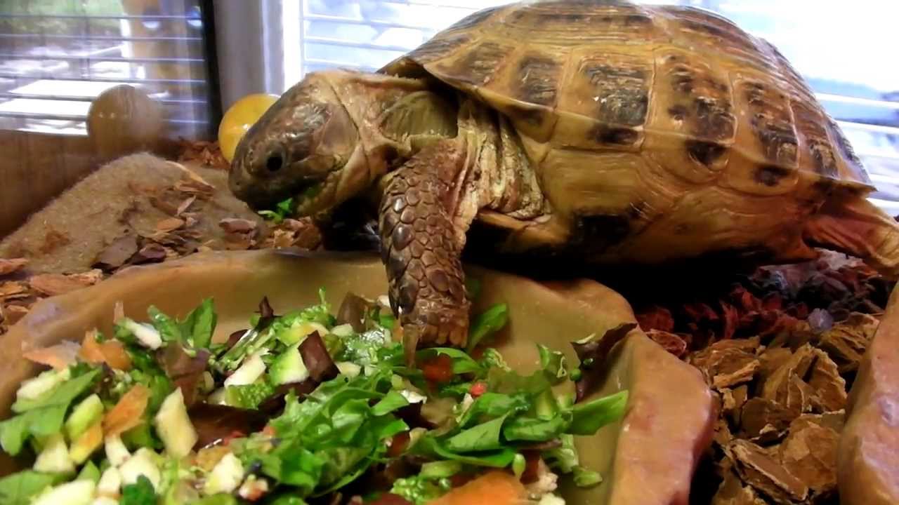 russian-tortoise-food-favorite-disliked-food-vegetables