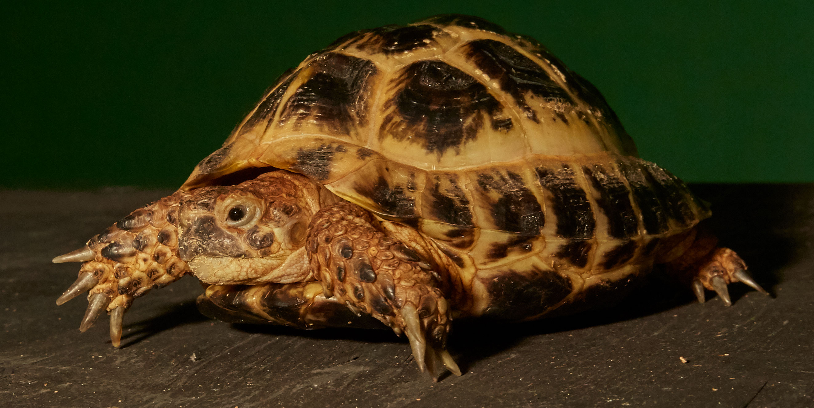 Russian-tortoise