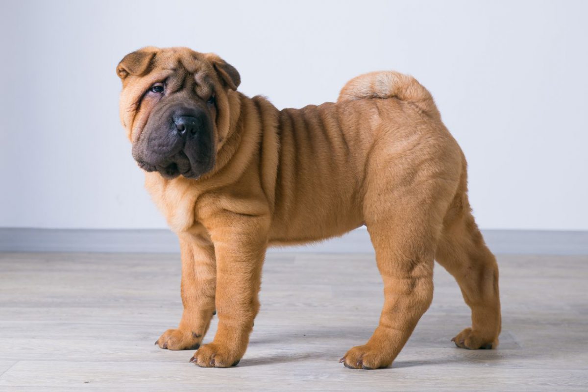 where to buy shar pei crypto