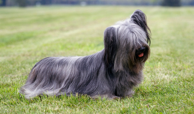 Skye Terrier