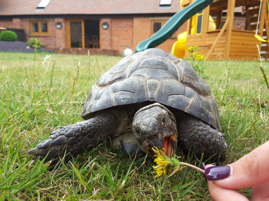 Spur-Thighed-Tortoise-breed