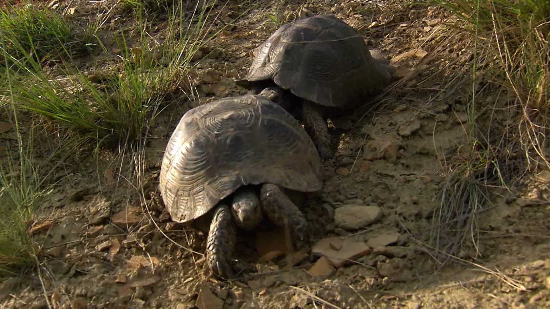 Spur-Thighed-Tortoise-learn