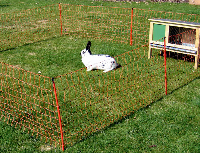 rabbit proof fence