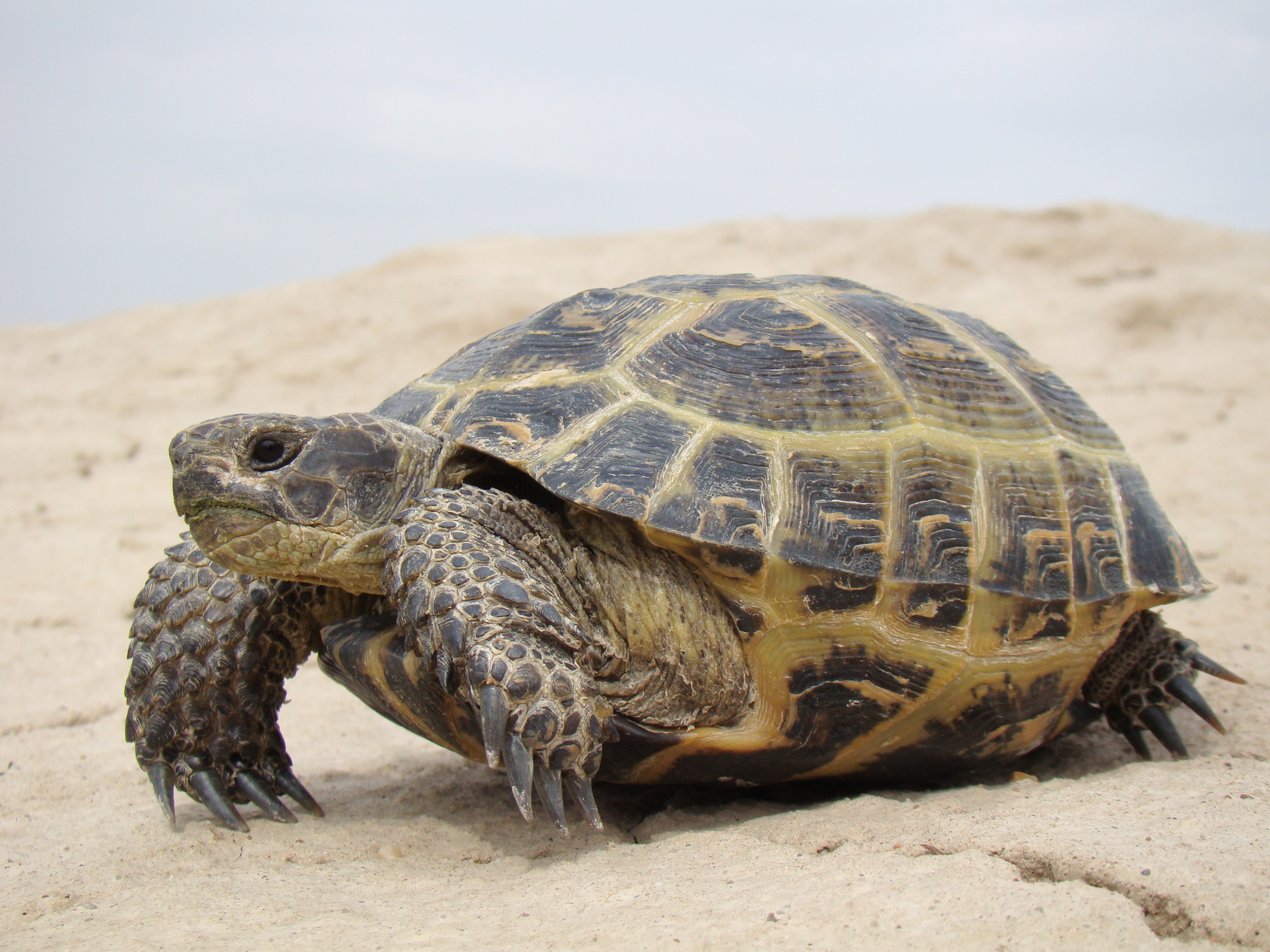 russian-tortoise