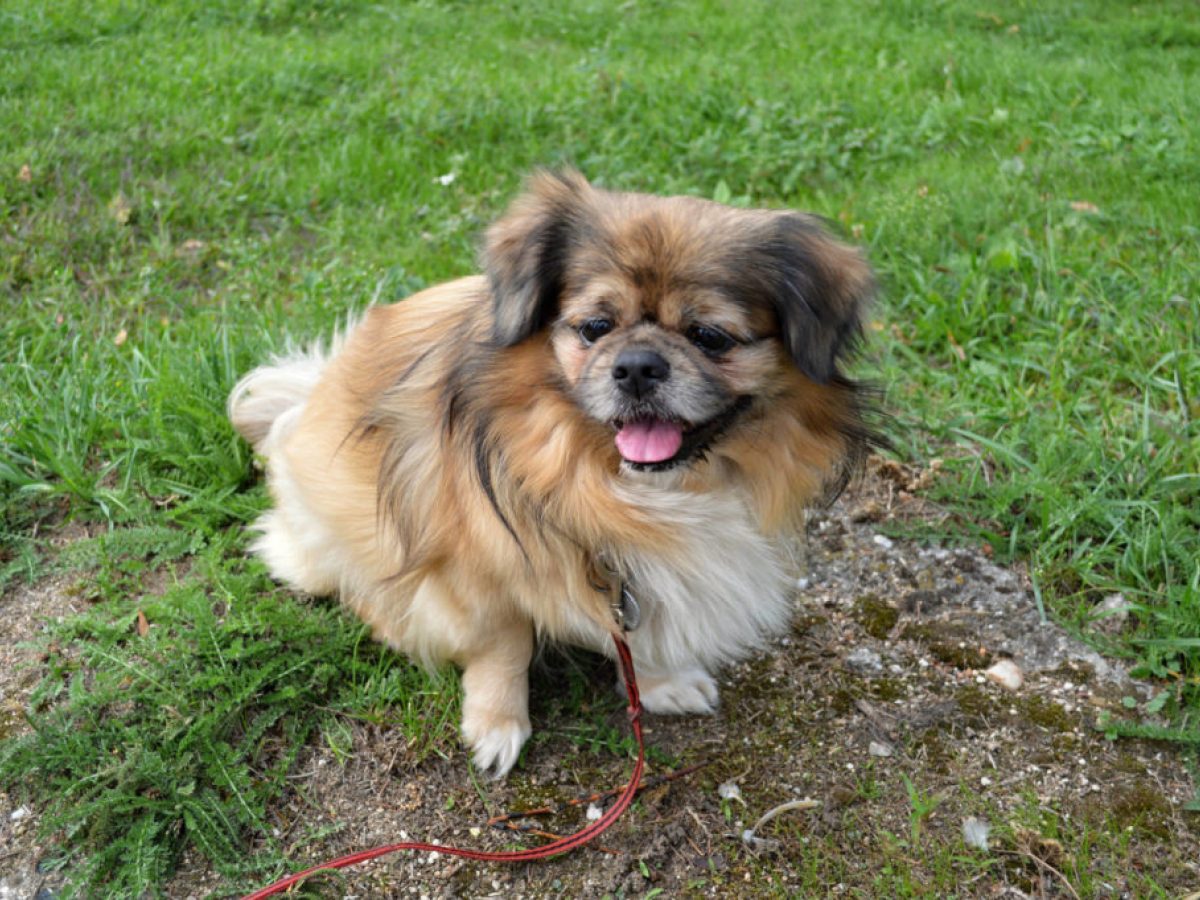 Tibetan-Spaniel-owner