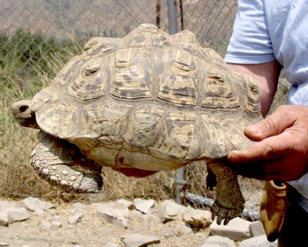 leopard tortoise size and weight