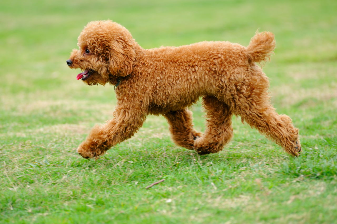 toy-poodle-dog